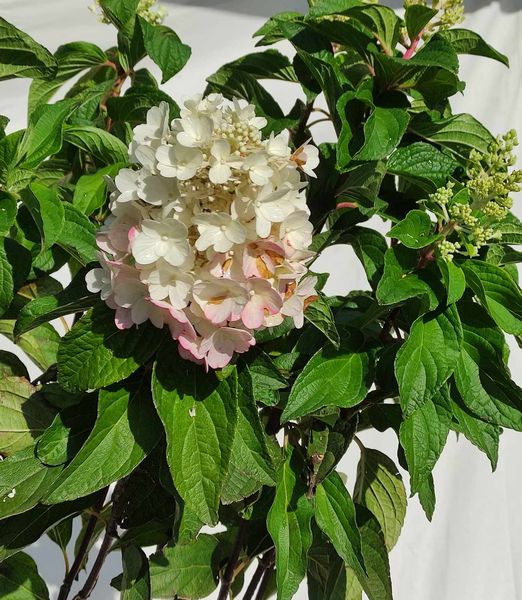 Hydrangea paniculata 'Pinky Winky' na kmienku
